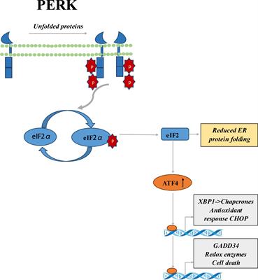 The progress of protein synthesis factors eIFs, eEFs and eRFs in inflammatory bowel disease and colorectal cancer pathogenesis